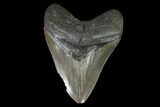 Fossil Megalodon Tooth - Georgia #95314-1